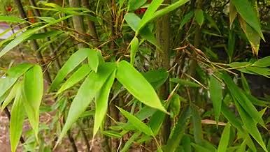 绿色植物竹林竹子叶子视频的预览图